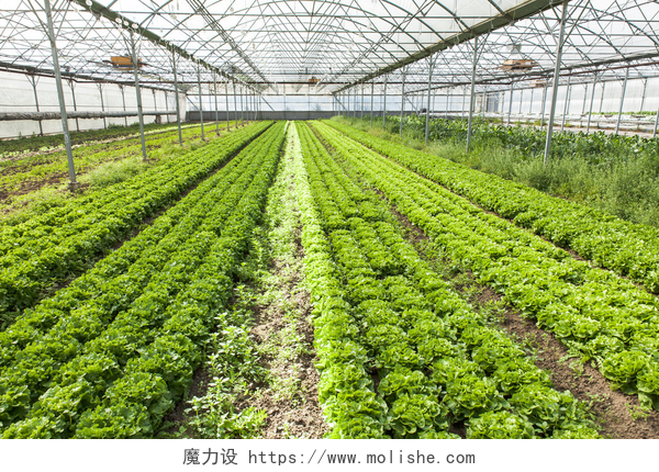 大棚里的有机蔬菜在温室有机沙拉